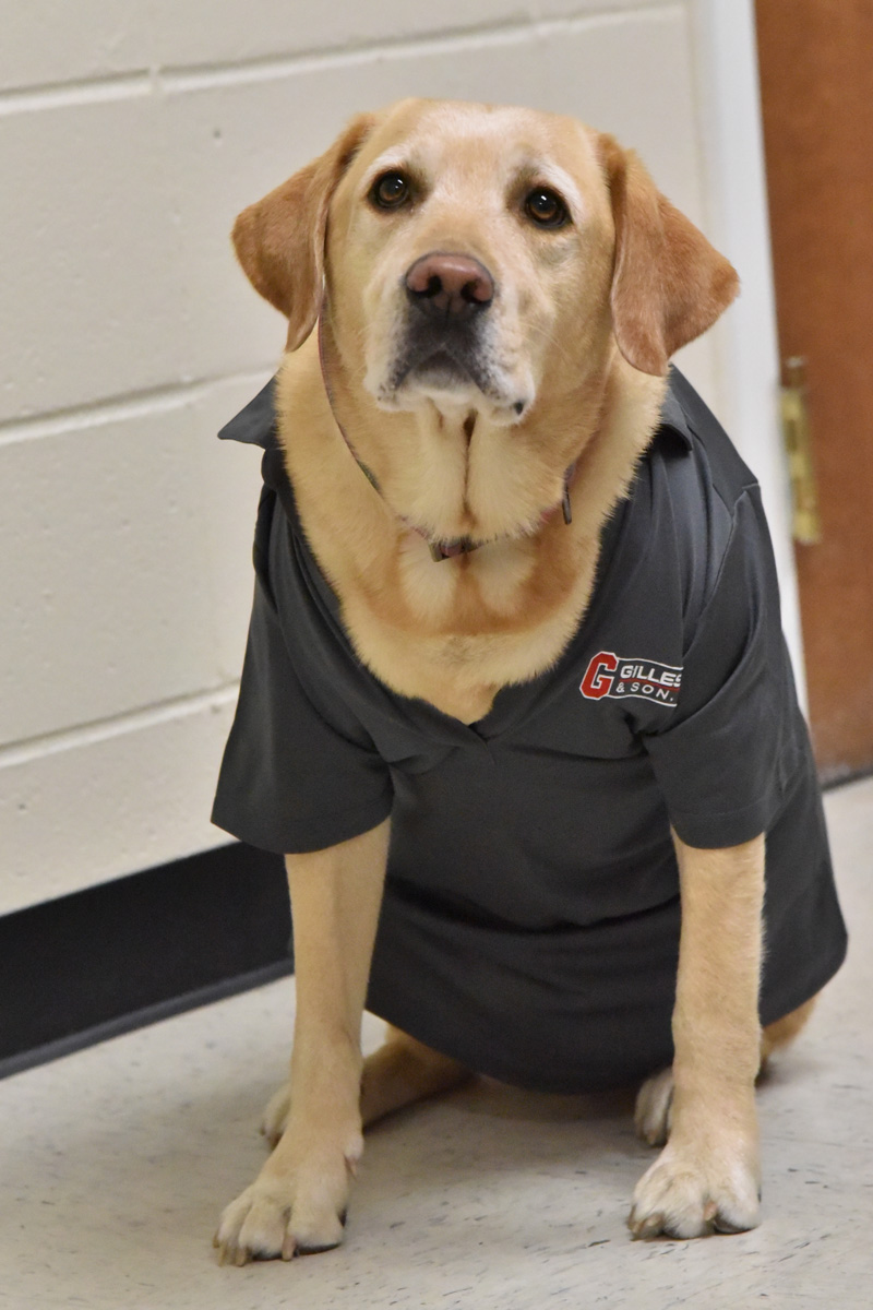 Mascot Gillespie & Son